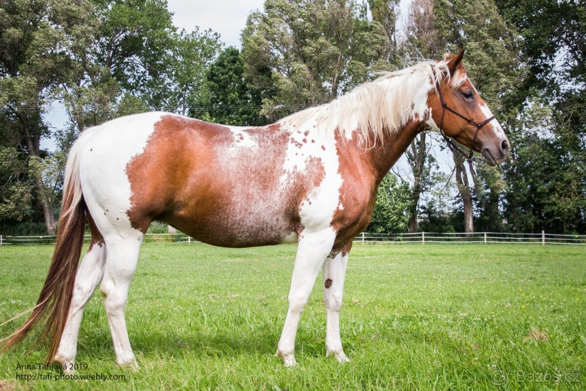 APH po Cat Prints - 6