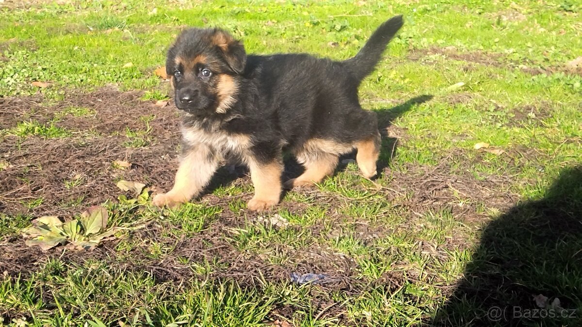 Německý ovčák - štěňata s PP - 6