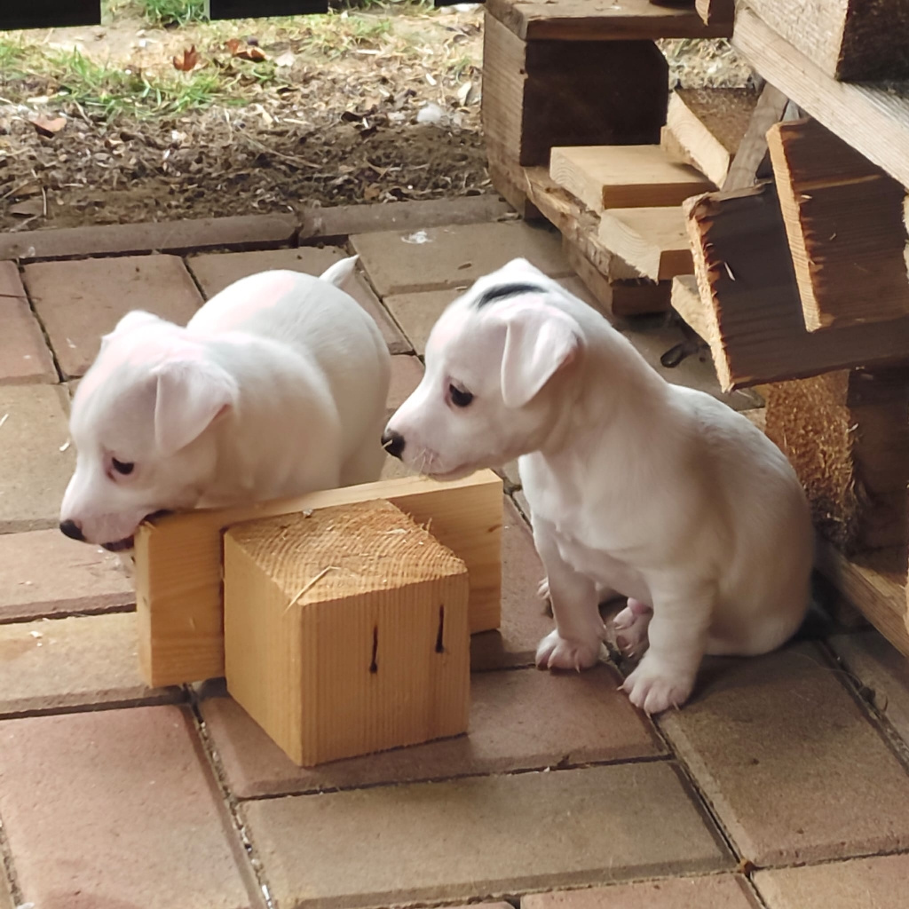 štěňata Jack Russell teriér - 6