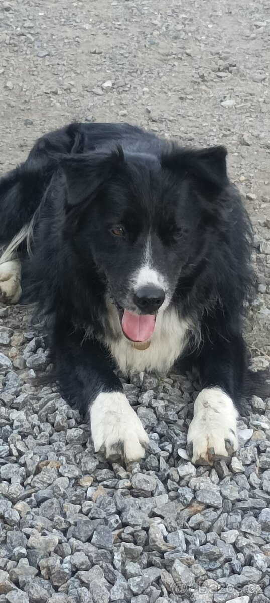 Krytí pes Border kolie - 6