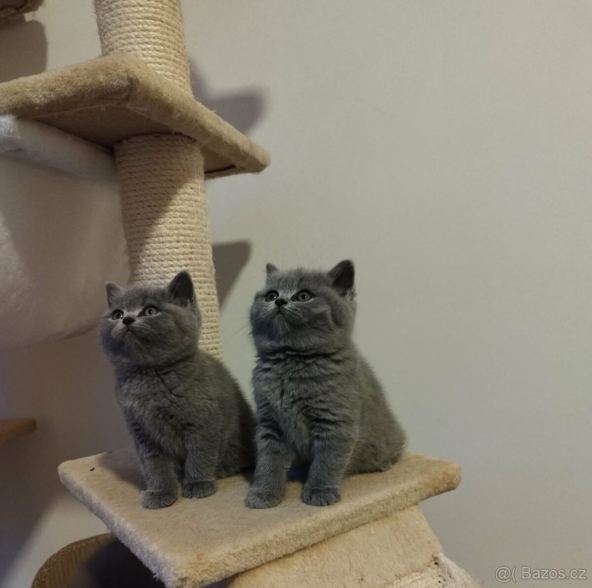 Britská modrá koťátka - 6