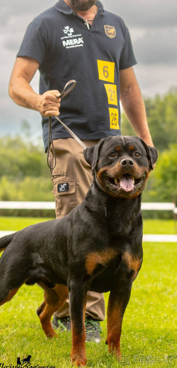 Rottweiler šteňatá - 6