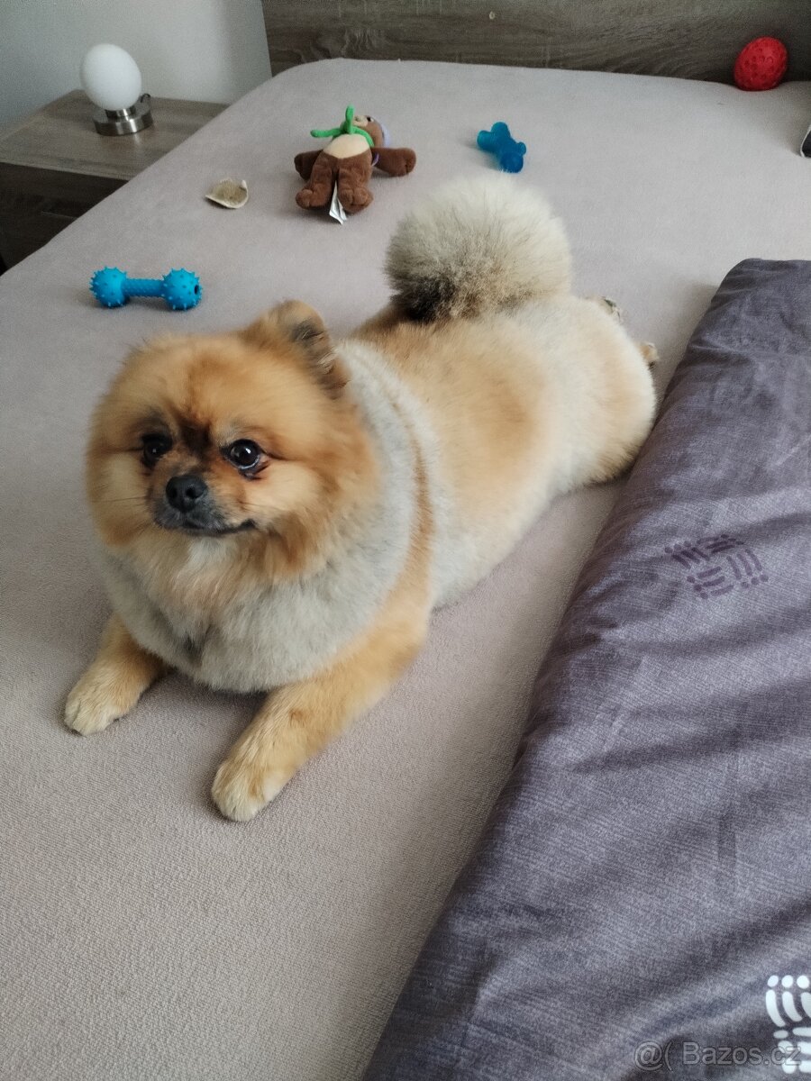 Nechám připustit pomeriana - 6