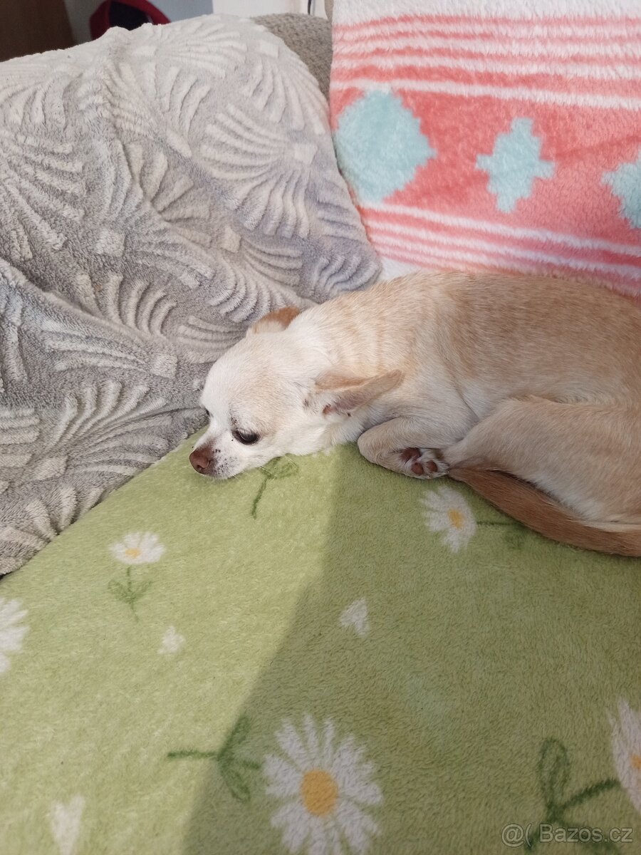 Čivava krátkosrstá - 6