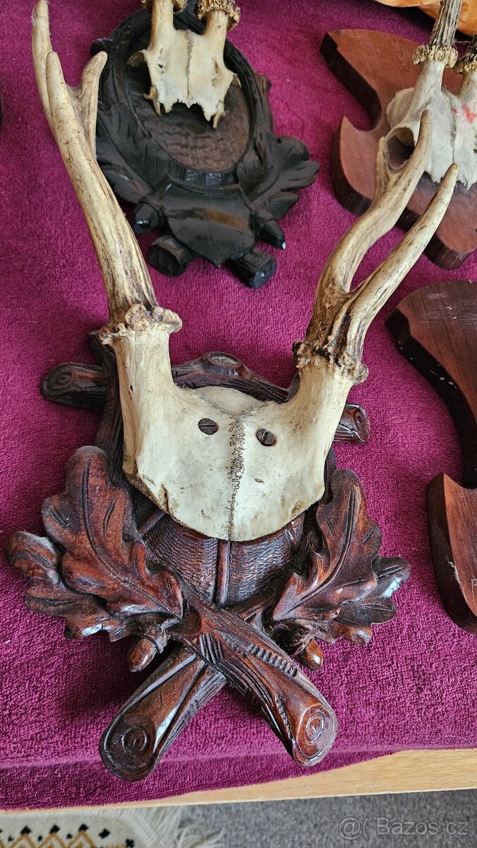 Srnčí paroží – celá sbírka 15 kusů (Brno) - 6