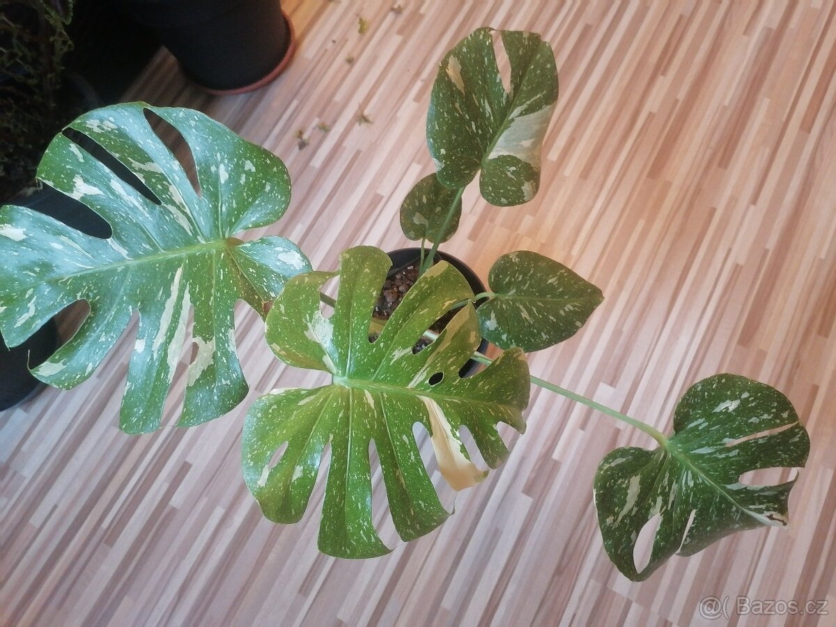 Monstera Thai Constellation - 6