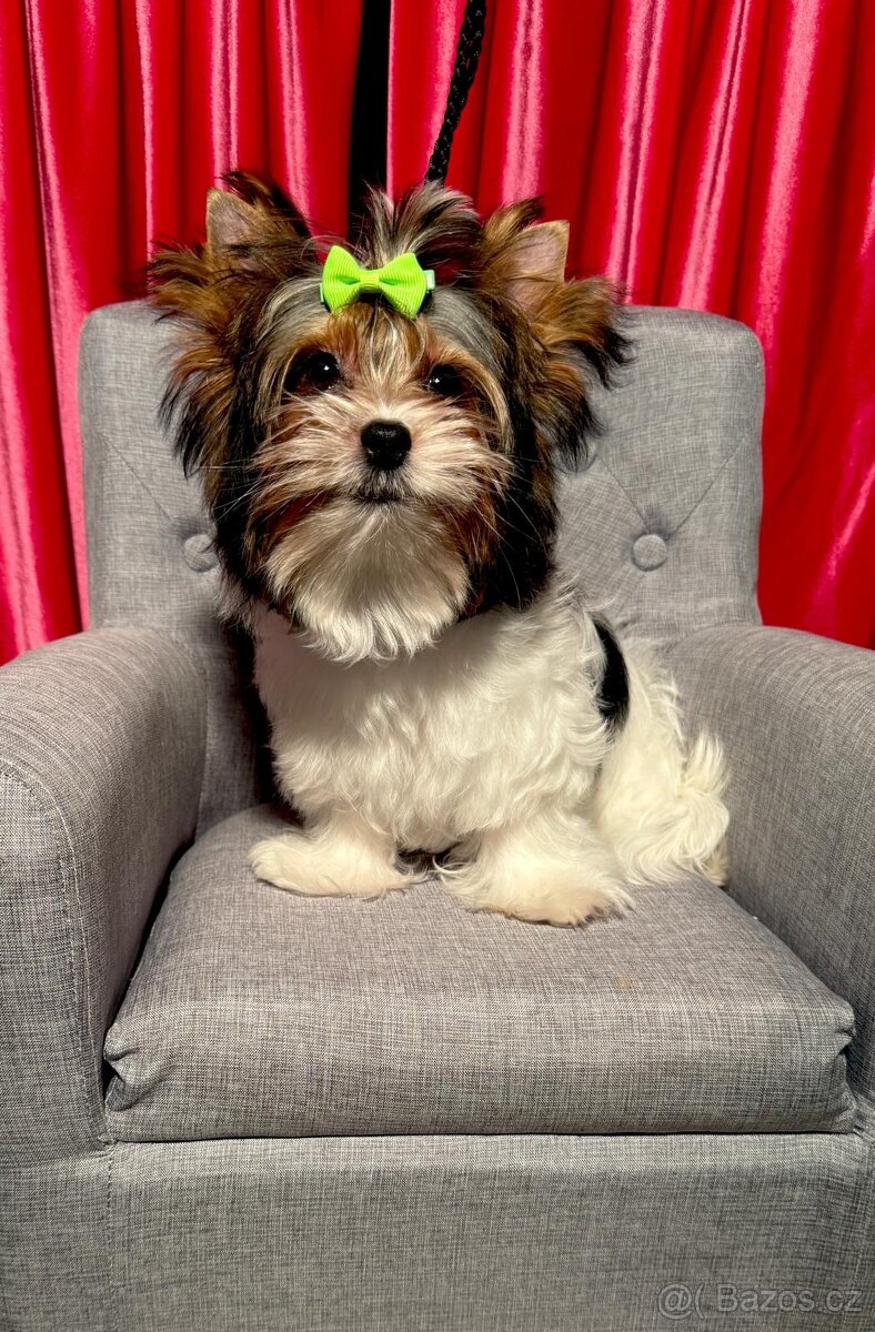 Biewer Jorkšírský teriér fenka s PP - 6