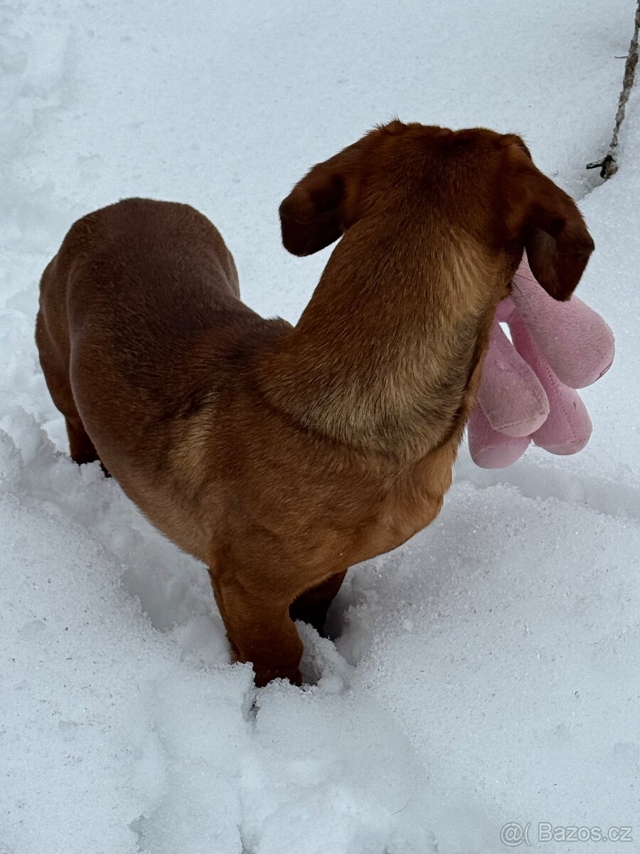 Nakrytí nabízí hladkosrstý jezevčík - 6