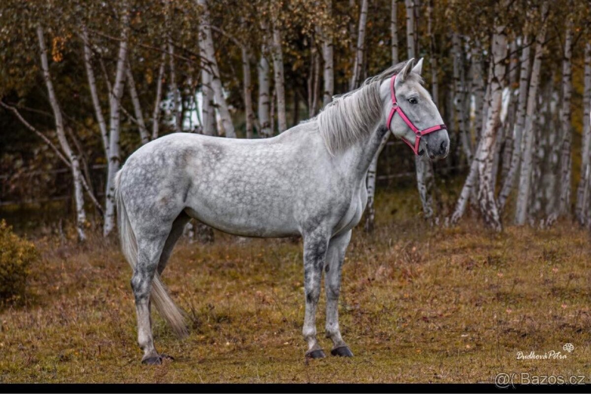 Kladrubská klisna - 6