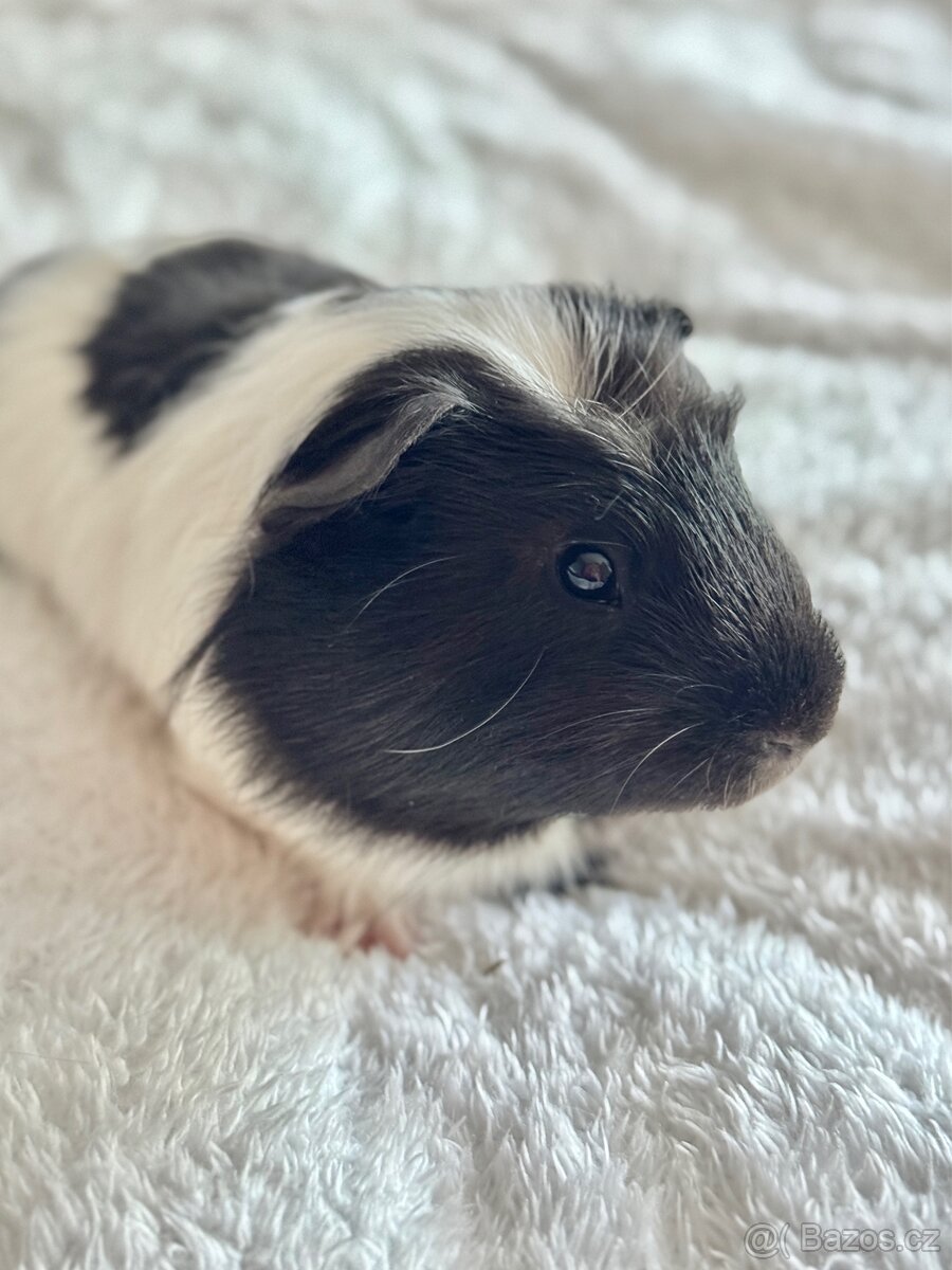 Prodám morčátko - 6