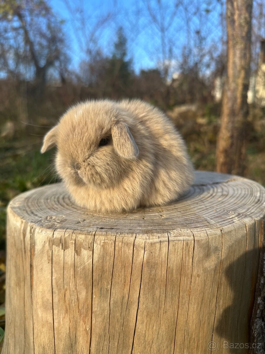 Minilop - zakrslý beránek - 6