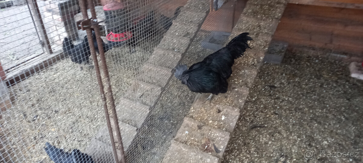 Ayam Cemani - kohout - 6