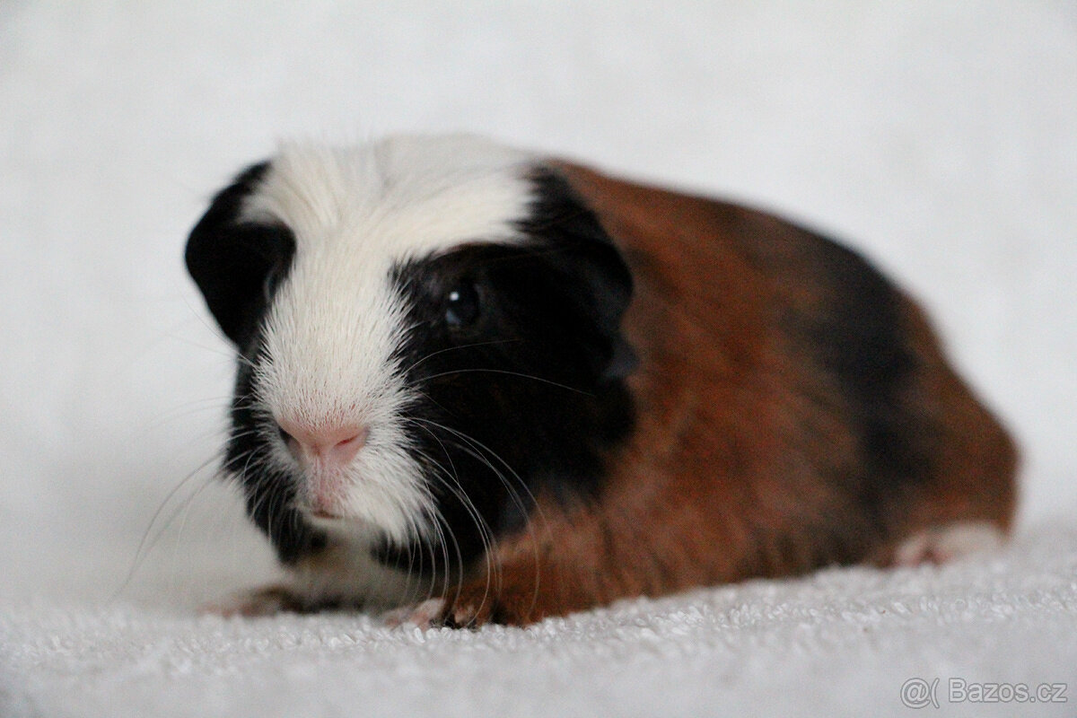 Krátkosrsté morče, morčátko, morčata s PP - 6