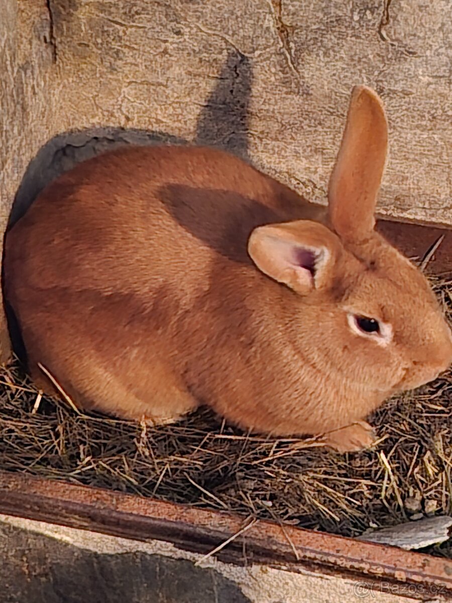 Prodám králíky - 6