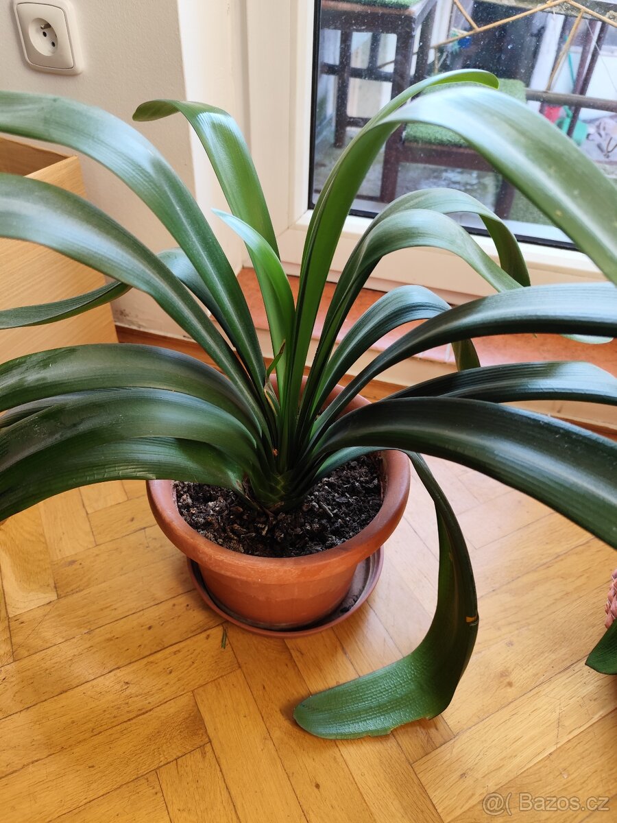 Pokojové rostliny - 6
