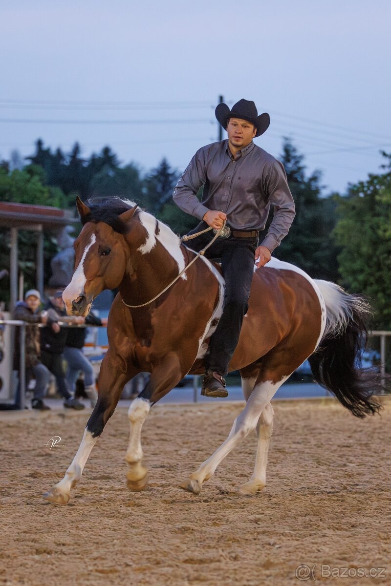 Fantastic Dj Valentin -připouštění homozygotní APH plemeník - 6