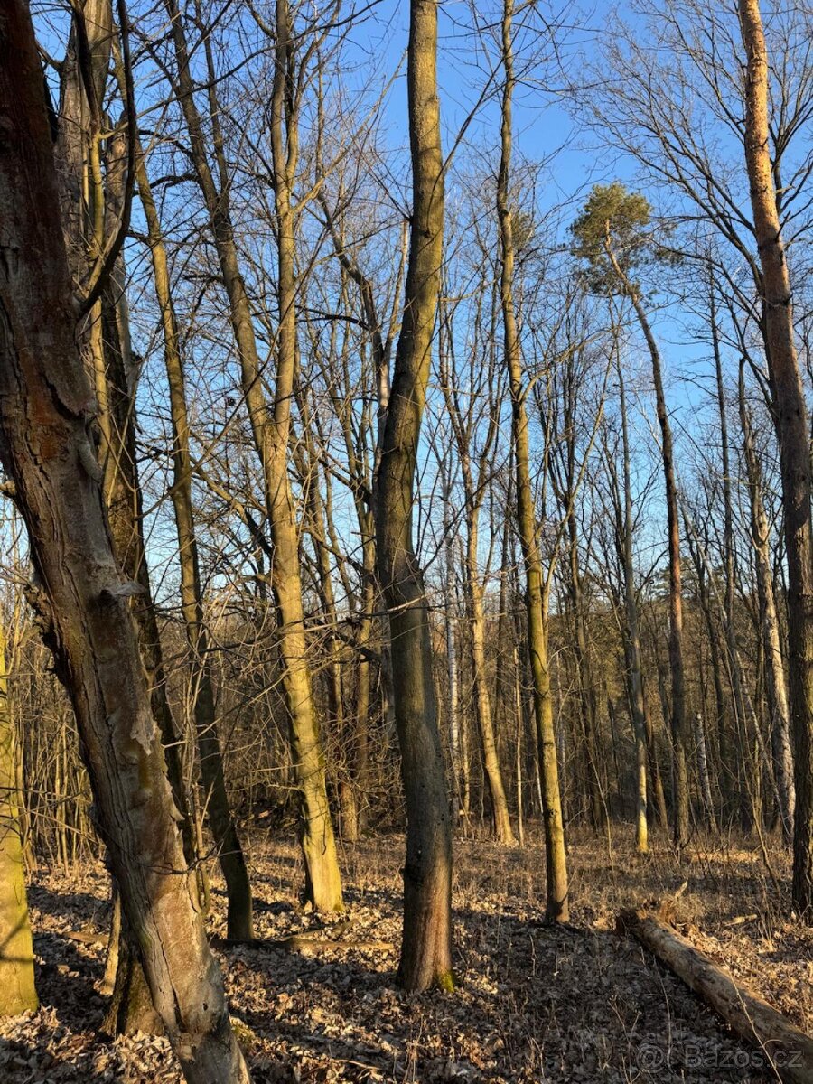 Prodám lesní pozemky v k.ú. Radouň - 6