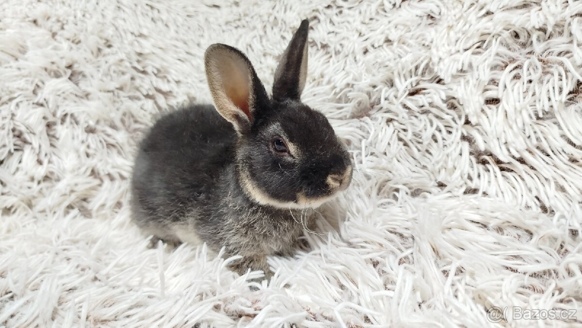 Zakrslý králík, králíček -(REX)-DAISY - 6