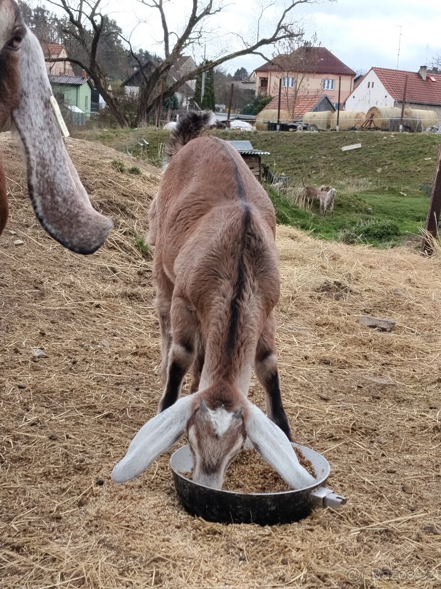 Anglonubijský kozlíci - 6