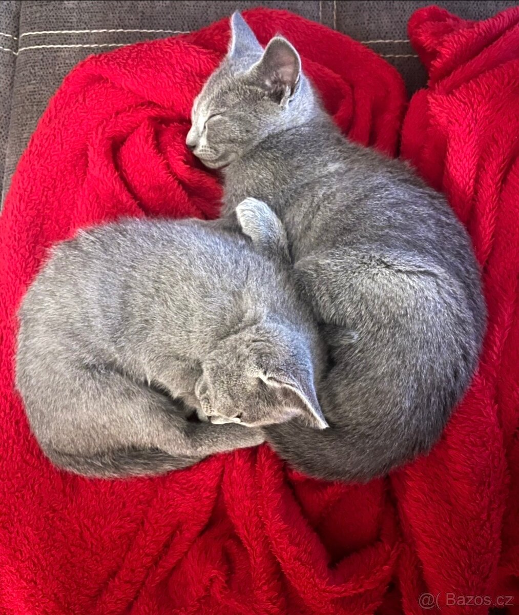 Ruská modrá koťátka s PP - 6