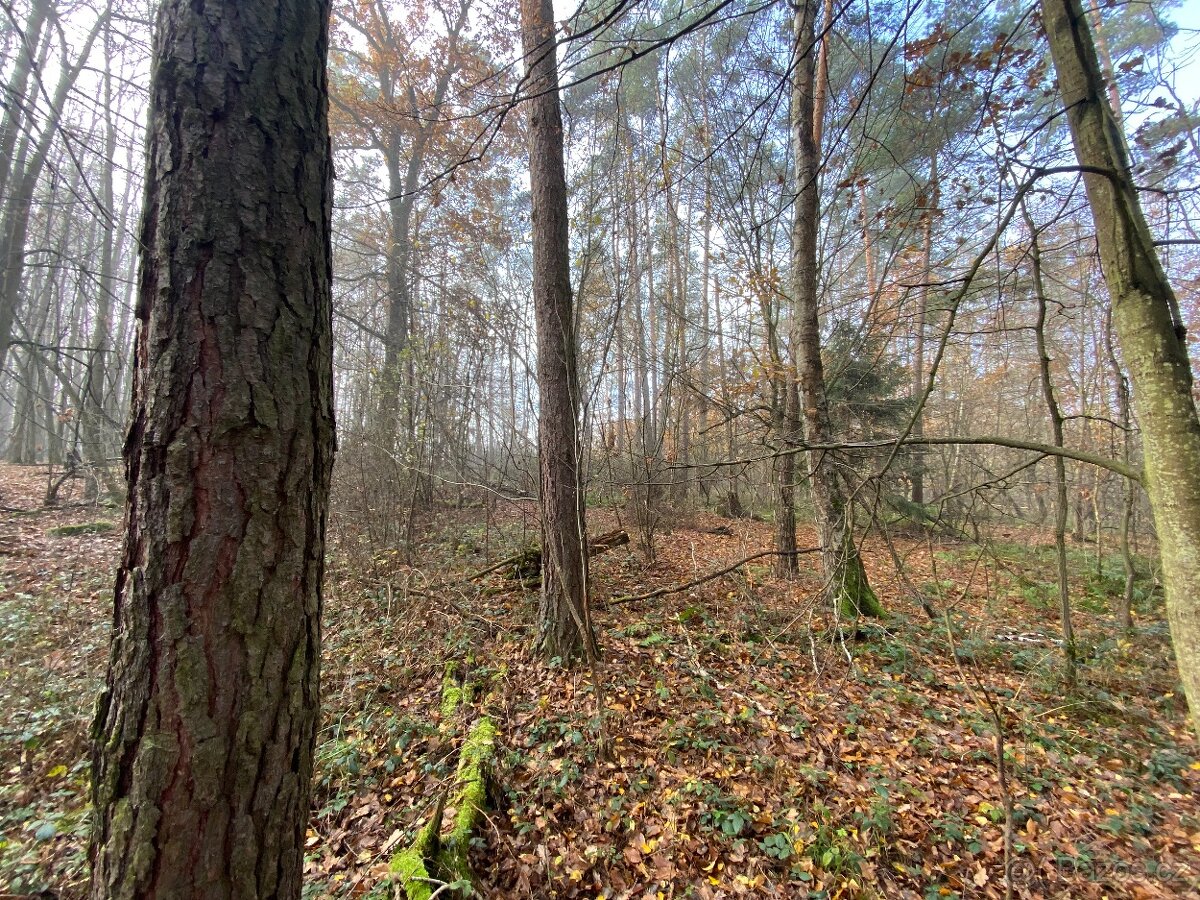 Lesní pozemek Chářovice - 6