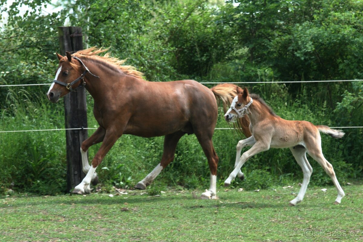 14-ti letá klisna WPBr - SLEVA - 6