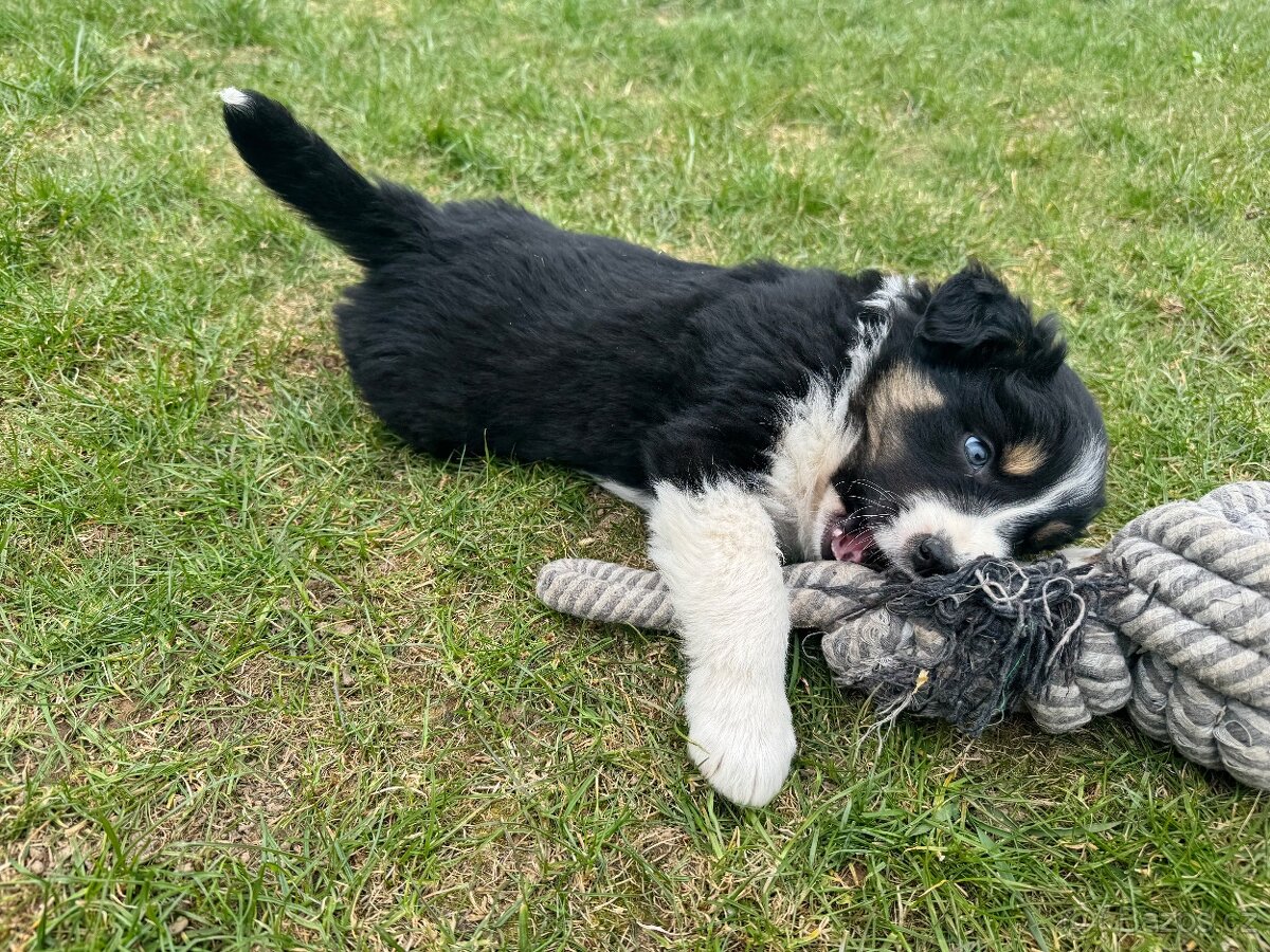 Štěňátka border kolie - 6