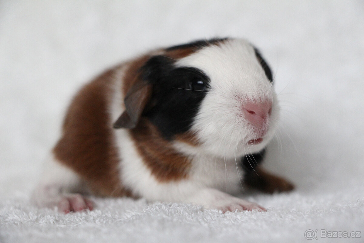 Krátkosrsté morče, morčátko, morčata s PP - 6