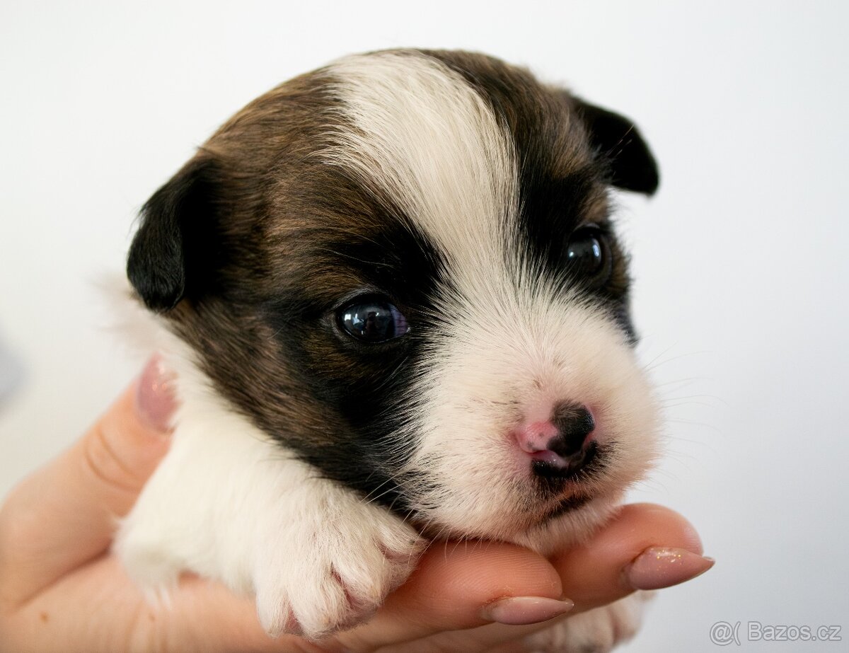 Jack Russell Terrier s PP - 6