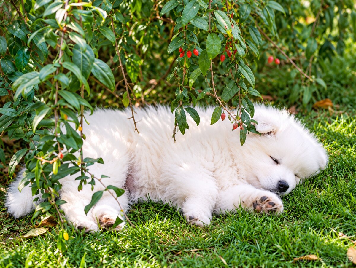Samojed s PP - štěňátka - 6