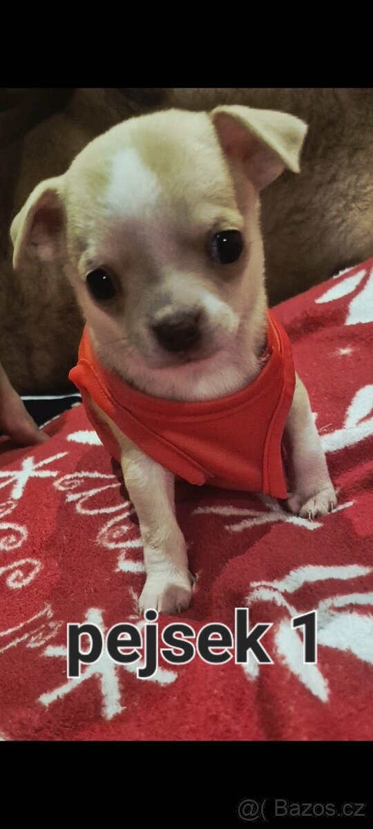 Čivava mini štěňata bez pp - 6