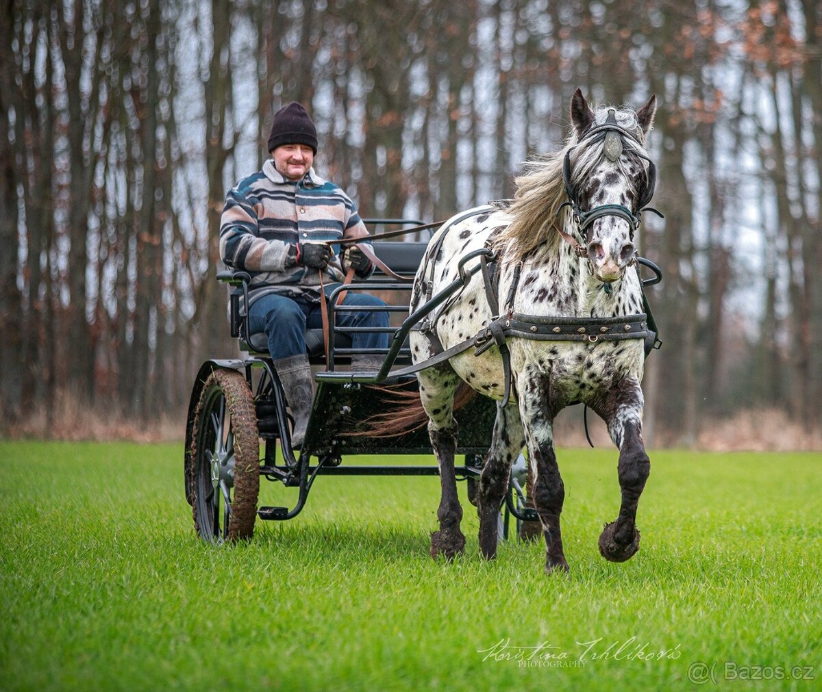 Appaloosa hřebec - připouštění - 6