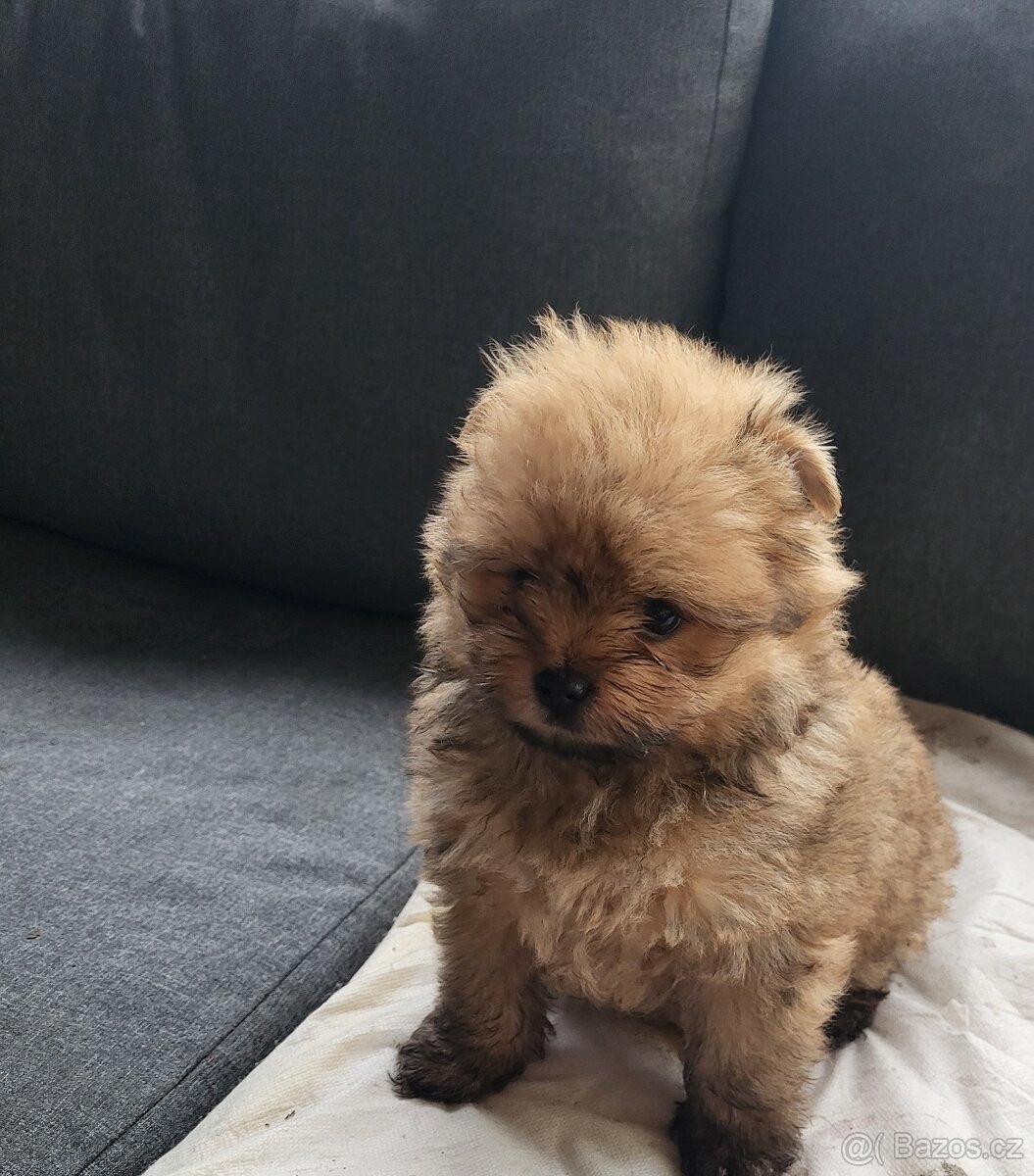 Pomeranian fenka - 6