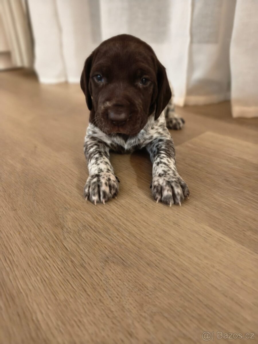 Německý krátkosrstý ohař - 6