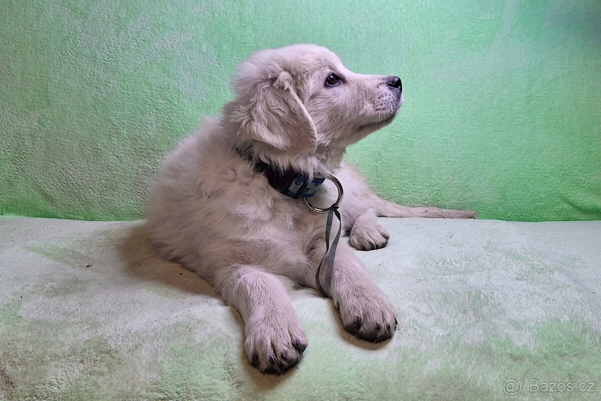 Slovenský čuvač fenky s PP - 6