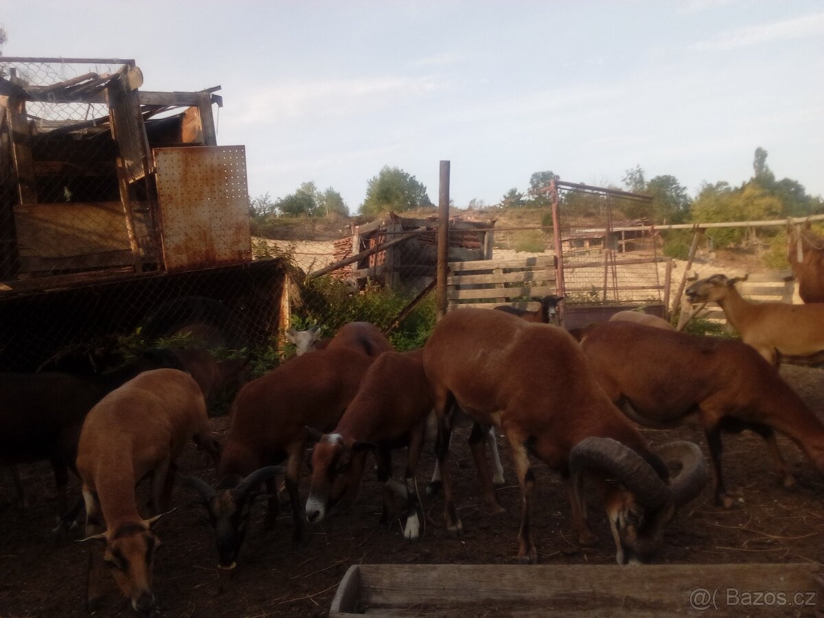 Prodám jehňata ovce kamerunske - 6