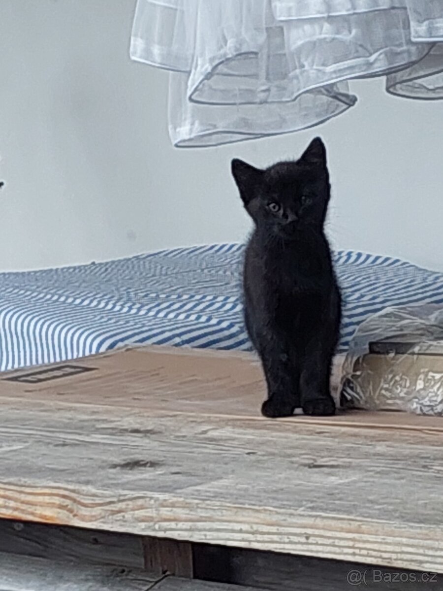 Koťátka zdarma - 6