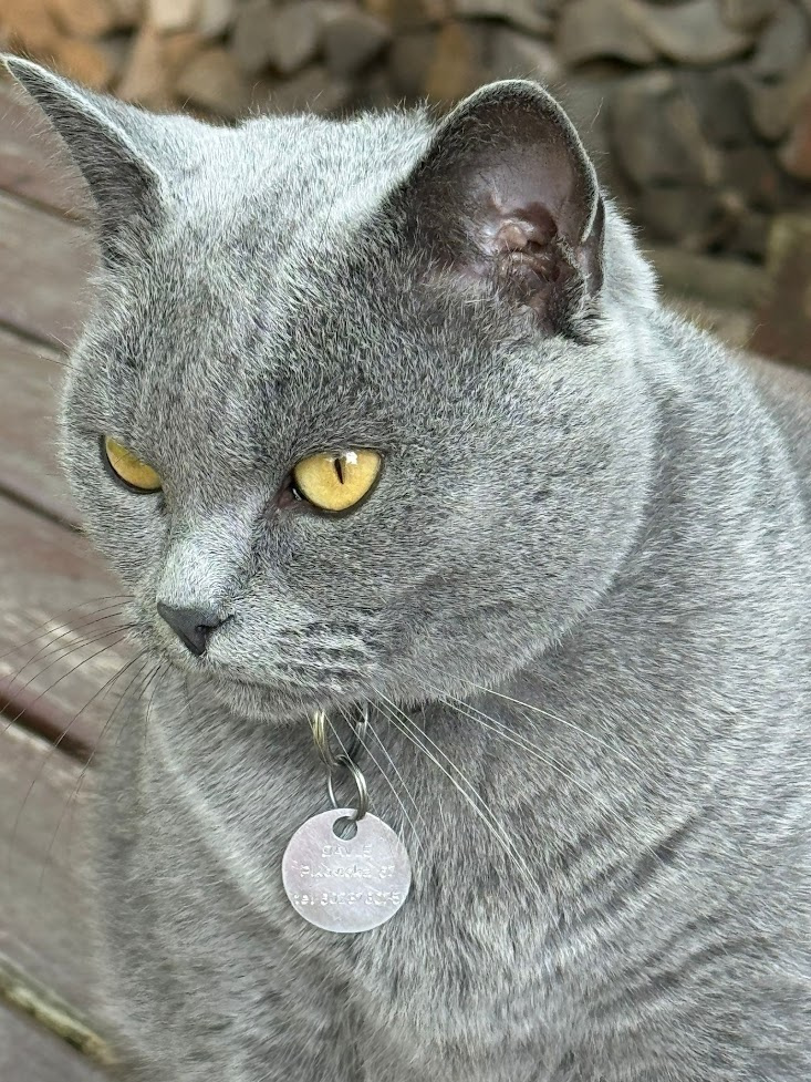 Kartouzská Kočka -kotě - 6