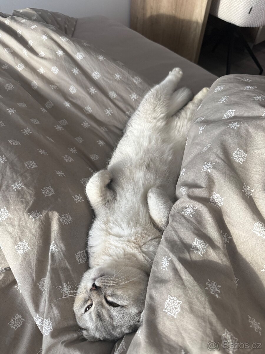 Britská Chinchilla - 6