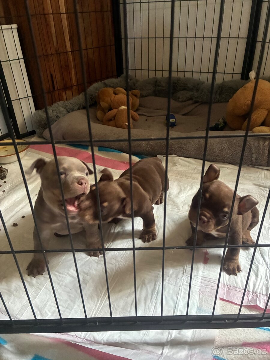 American Bully Micro/exotik s PP - 6