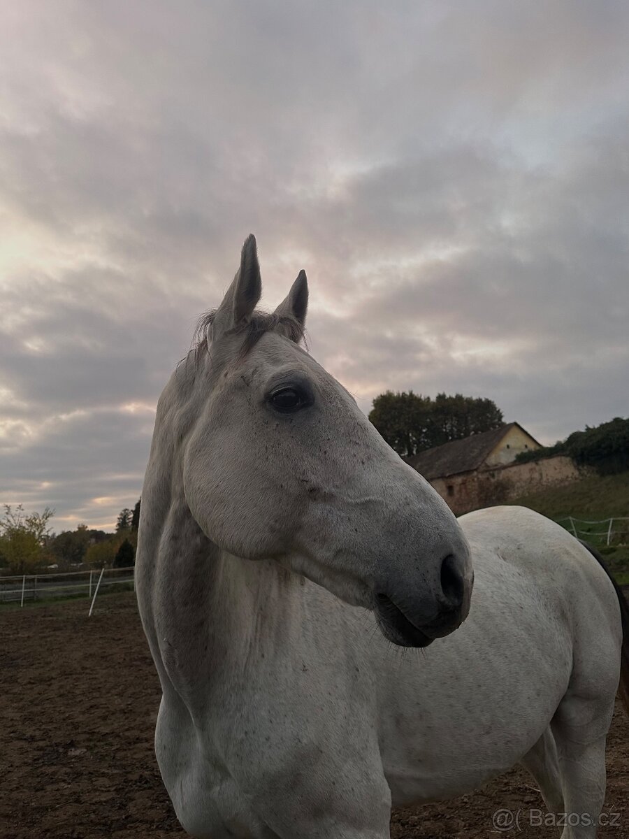 Prodám 9 letého valacha - 6