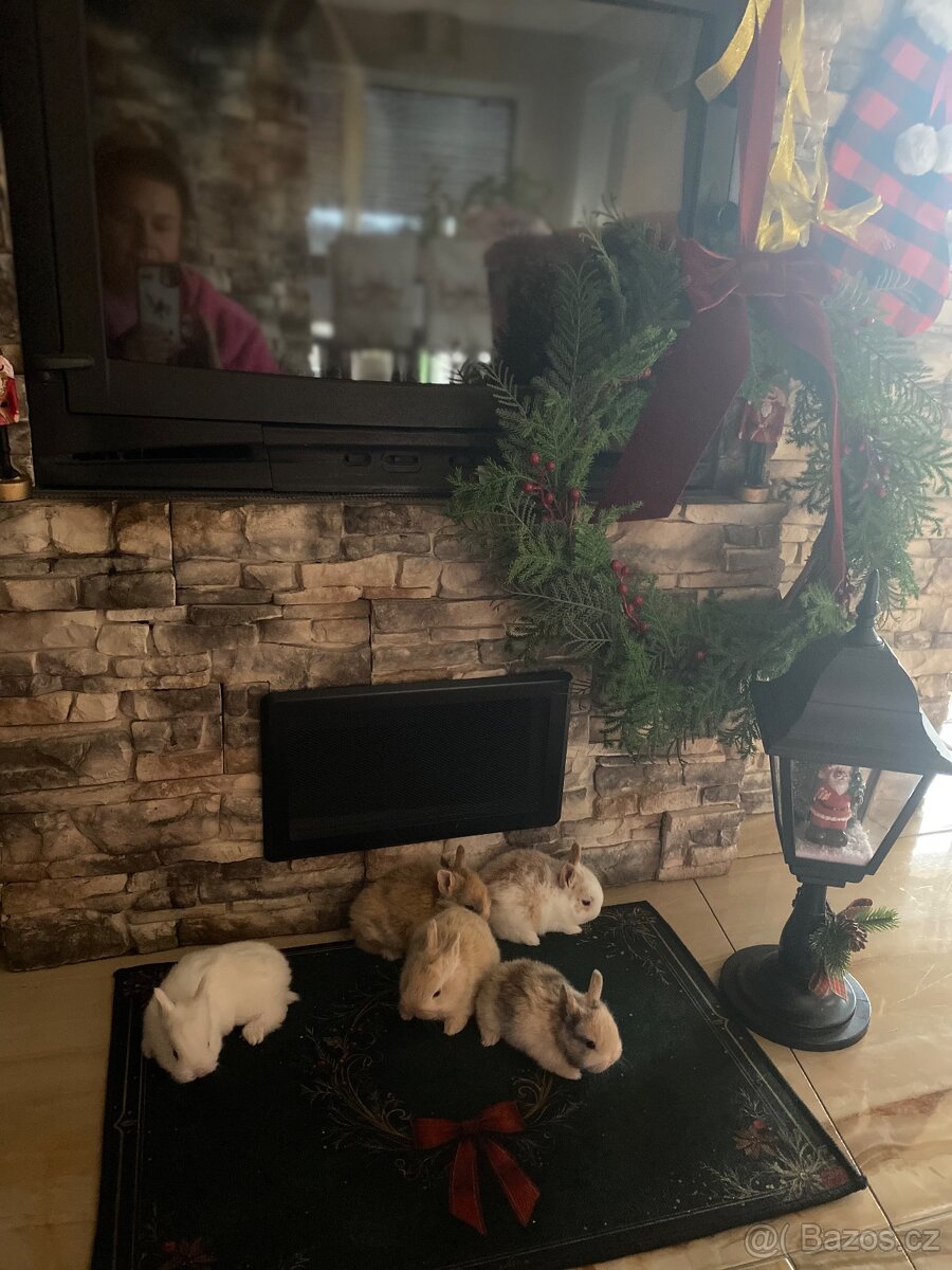 Zakrslý kralicek - 6