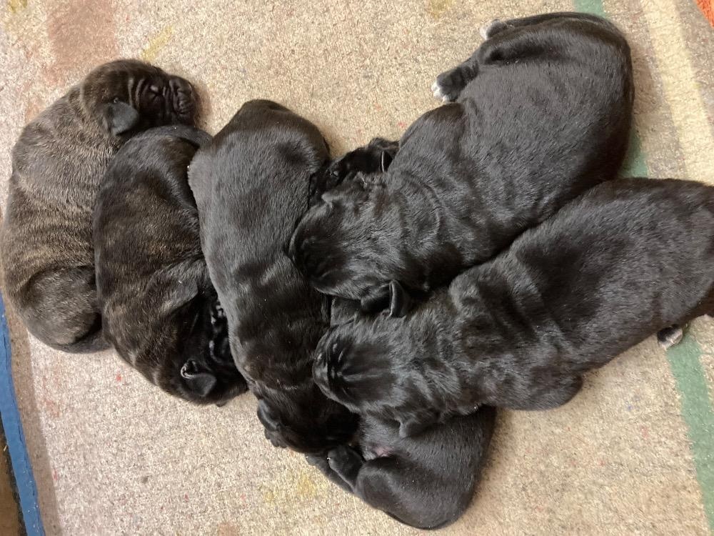 Štěňata Cane Corso s PP - 6