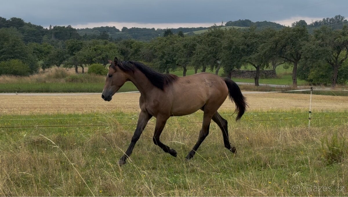 Prodáme 1,5 letou klisnu Českého teplokrevníka, ČT - 6