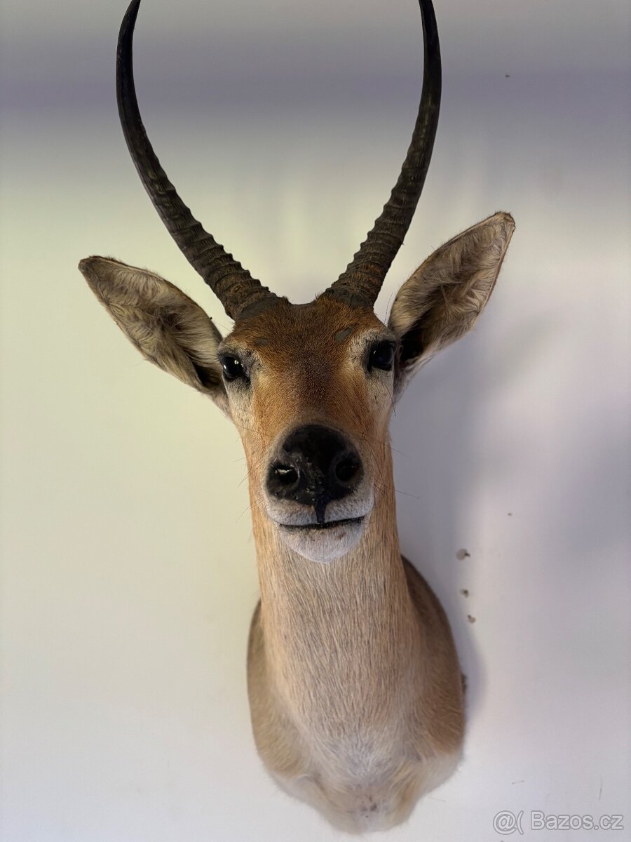 Nádherná Lovecká Trofej - IMPALA Afrika - TOP - 6