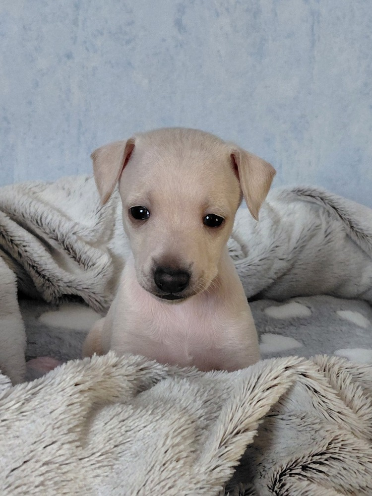 ITALSKÝ CHRTÍK - 6