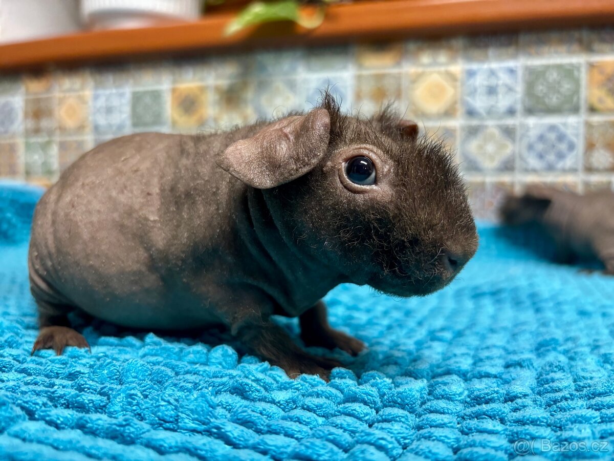 Skinny morčátka, samečci - 6