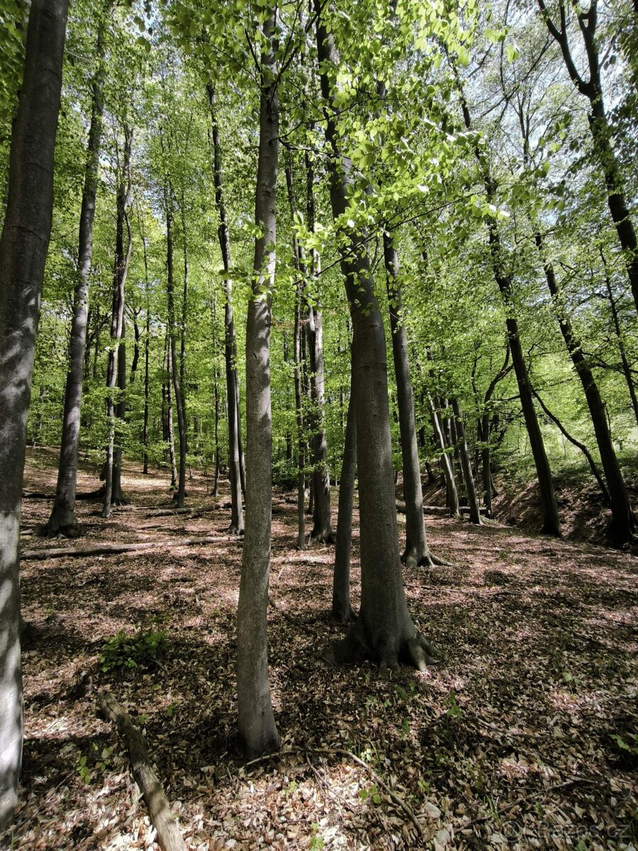 Prodej pozemků k.ú. Lhotsko - 6