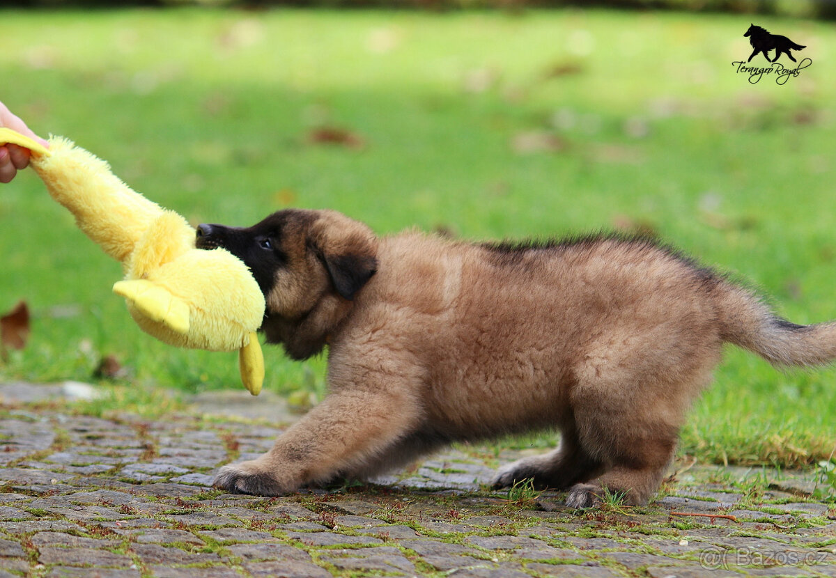 Belgický ovčák Tervueren - štěňátka s PP - kluci - 6