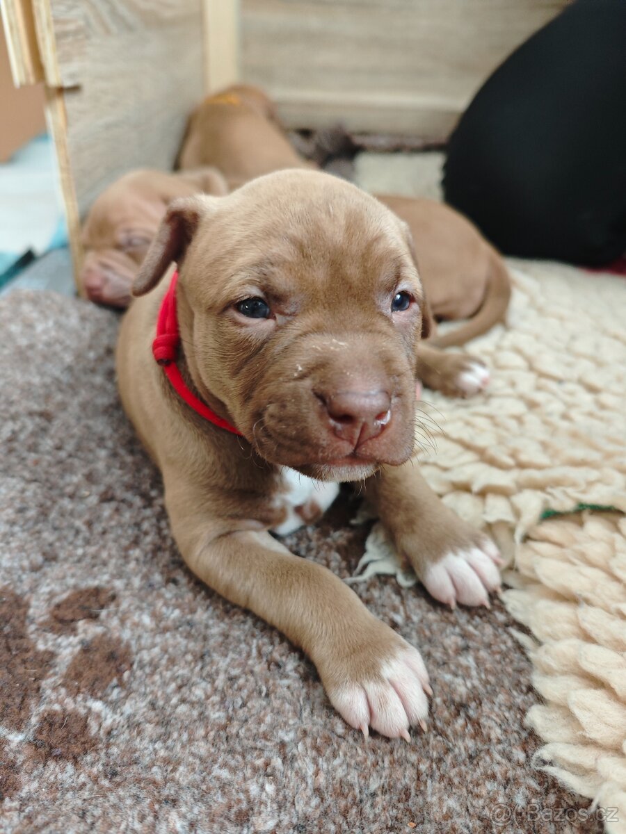 Americký pitbull teriér štěňata s PP - 6